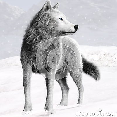 Illustration of a White wild wolf with blue eyes and winter background Stock Photo