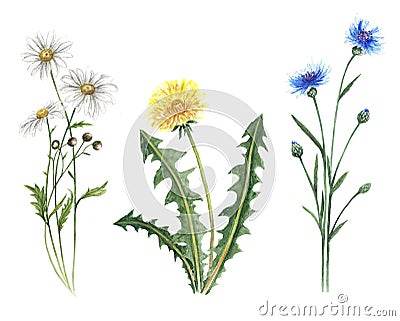 Wildflowers watercolor Botanical illustration leaves chamomile cornflower dandelion Lupin spring summer set for postcard design su Cartoon Illustration