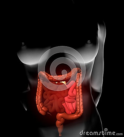 Illustration of woman and intestines Stock Photo