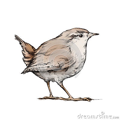 Wren, songbird Stock Photo