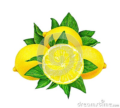 Illustration of yellow lemon fruit with green leaves isolated on white background. Watercolor drawing by hand. Cartoon Illustration