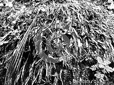 Illustrations.Abstract root background in black and white Stock Photo