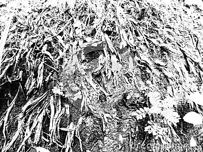 Illustrations.Abstract root background in black and white Stock Photo