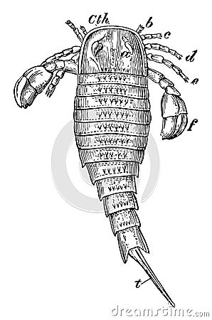 Dorsal View of Sea Scorpion, vintage illustration Vector Illustration