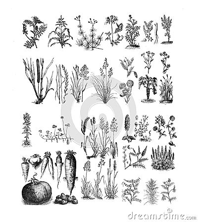 Illustrations of plants. On white backgroud Stock Photo