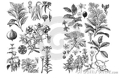 Illustrations of plants. On white backgroud Stock Photo