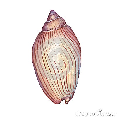 Illustrations of sea shell. Stock Photo