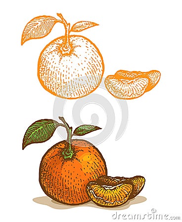 Illustrations of tangerine Vector Illustration