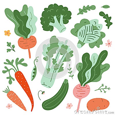 Illustrations of vegetables, green fresh organic ripe veggies, cute hand drawn style, isolated vector drawings, beet Vector Illustration