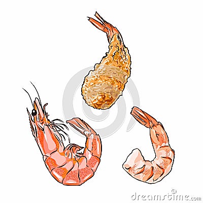 Illustrator of shrimp in shell, without shell and fried vector isolated Vector Illustration