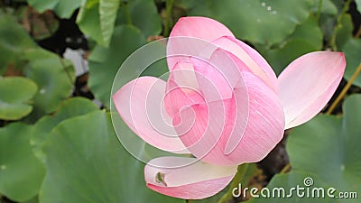 Illustrazione di zen del fiore di loto Illustrazione di zen del fiore di loto