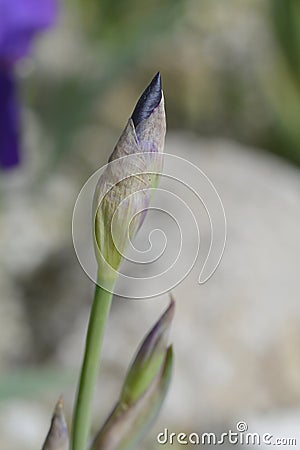 Illyrian iris Stock Photo