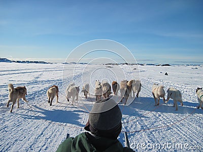 Musher on a dog sledge, Greenland Stock Photo