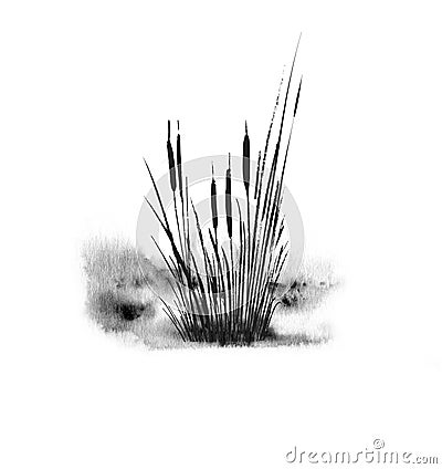 Image of ablack reed or bulrush on a white background.Isolated watercolor drawing. Stock Photo