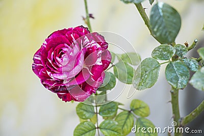 Abracadabra rose flower Stock Photo