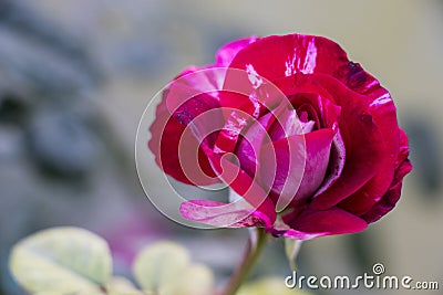 Abracadabra rose flower Stock Photo