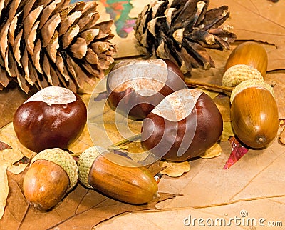 Image of acorn, chestnut and bumpon close-up Stock Photo