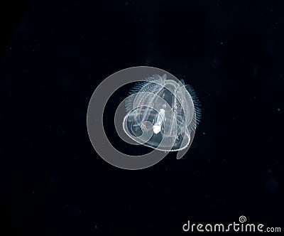 Image of an acorn worm at night. Stock Photo