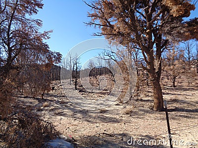 Burned Juniper Forest in the Mountains - Aftermath of Wild Fire 2 Stock Photo