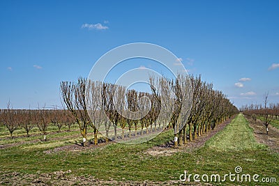 Image of apple orchard in early spring. Stock Photo