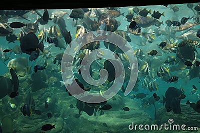 An image of an aquarium full of fish Editorial Stock Photo