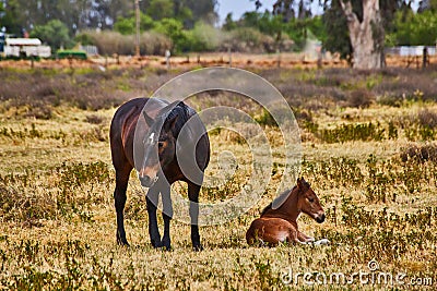 Baby dark brown foal and large brown horse resting Stock Photo