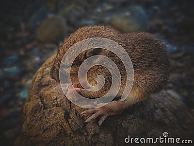 BABY MICE CURLED UP ALONE Stock Photo