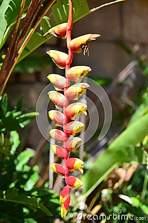 A big yellow and red flower Stock Photo