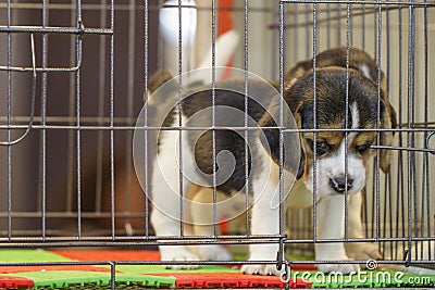 Image of beagle puppy is in the cage. Dog. Pet. Animals Stock Photo