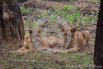 This is an image of beautiful and dangerous two Asian lions in the forrest Stock Photo