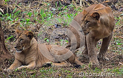 This is an image of beautiful and dangerous two Asian lions in the forrest of India Stock Photo