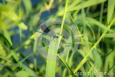 beautiful dragonfly insect Stock Photo