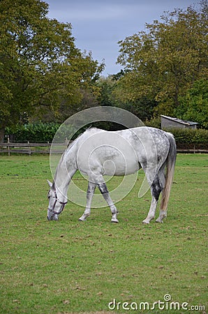 White horse grazing in a paddock in late summer. Stock Photo