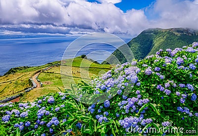 Image of beautiful landscape with hydrangeas and a path leading to the atlantic on the azores Stock Photo