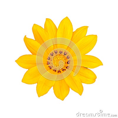 A Beautiful Yellow Gazania Flower in White Background Stock Photo