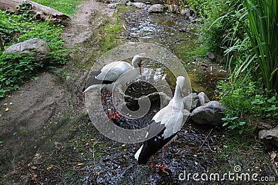 Beautiful stork in the summer. Stock Photo