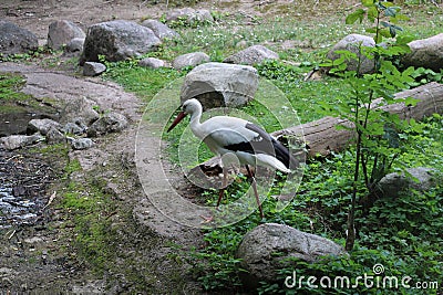 Beautiful stork in the summer. Stock Photo