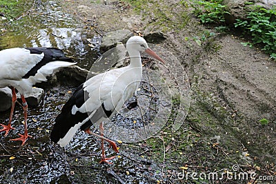 Beautiful stork in the summer. Stock Photo