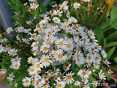 Beautiful white symphyotrichum novi belgii flower Stock Photo