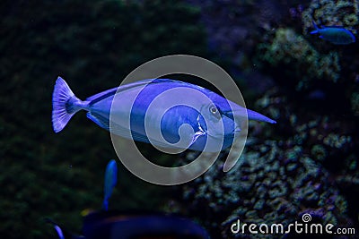 Graceful Naso annulatus (Whitemargin Unicornfish) Captured in Natural Aquatic Setting Stock Photo