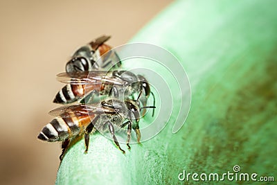 Image of bee hem or dwarf beeApis florea suctioning water on the edge of the sink on a natural background. Insect. Animal Stock Photo