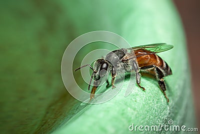 Image of bee hem or dwarf beeApis florea suctioning water on the edge of the sink on a natural background. Insect. Animal Stock Photo
