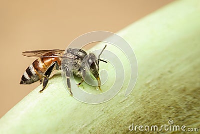 Image of bee hem or dwarf beeApis florea suctioning water on the edge of the sink on a natural background. Insect. Animal Stock Photo