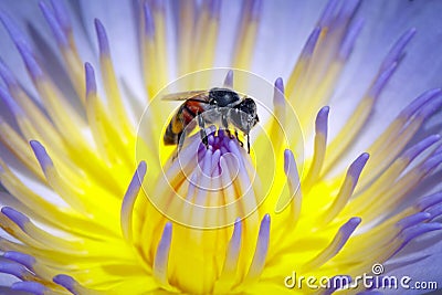 Image of bee or honeybee on the lotus pollen collects nectar. Honeybee on flower pollen. Insect. Animal Stock Photo