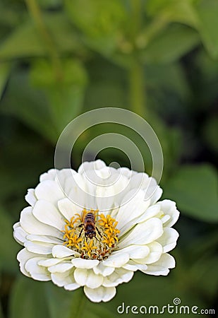 Image of bee on zinnia, close-up Stock Photo