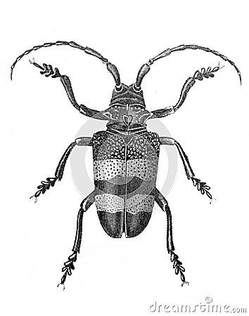 Image of beetle lamia aurocincta in the old book The Encyclopaedia Britannica, vol. 7, by C. Blake, 1877, Edinburgh Stock Photo
