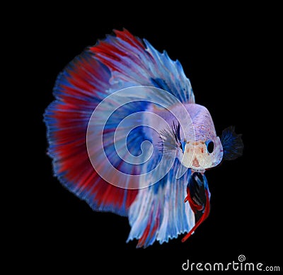 Image of betta fish isolated on black background action moving moment of Flower Half Moon Betta Siamese Fighting Fish Stock Photo