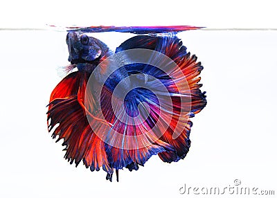 Image Of Betta Fish On White Background, Action Moving Moment Of Red Blue Rose Betta, Siamese Fighting Fish Stock Photo