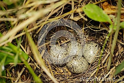 Image of bird eggs. Stock Photo