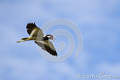 Image of bird flying in the sky. Wild Animals. Red-wattled lapwing bird (Vanellus indicus) Stock Photo